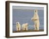 Polar Bear Cubs, Arctic National Wildlife Refuge, Alaska, USA-Hugh Rose-Framed Premium Photographic Print