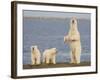 Polar Bear Cubs, Arctic National Wildlife Refuge, Alaska, USA-Hugh Rose-Framed Photographic Print