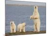 Polar Bear Cubs, Arctic National Wildlife Refuge, Alaska, USA-Hugh Rose-Mounted Photographic Print