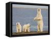 Polar Bear Cubs, Arctic National Wildlife Refuge, Alaska, USA-Hugh Rose-Framed Stretched Canvas