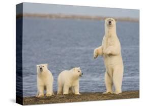 Polar Bear Cubs, Arctic National Wildlife Refuge, Alaska, USA-Hugh Rose-Stretched Canvas