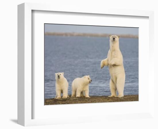 Polar Bear Cubs, Arctic National Wildlife Refuge, Alaska, USA-Hugh Rose-Framed Photographic Print