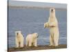 Polar Bear Cubs, Arctic National Wildlife Refuge, Alaska, USA-Hugh Rose-Stretched Canvas