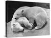 Polar Bear Cubs Asleep on a Rock-null-Stretched Canvas