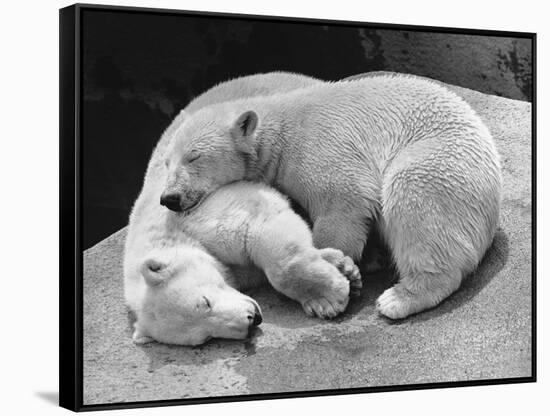 Polar Bear Cubs Asleep on a Rock-null-Framed Stretched Canvas