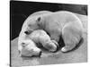 Polar Bear Cubs Asleep on a Rock-null-Stretched Canvas