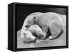 Polar Bear Cubs Asleep on a Rock-null-Framed Stretched Canvas