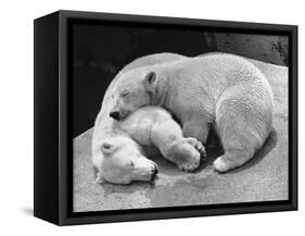 Polar Bear Cubs Asleep on a Rock-null-Framed Stretched Canvas