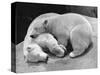 Polar Bear Cubs Asleep on a Rock-null-Stretched Canvas