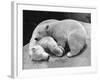 Polar Bear Cubs Asleep on a Rock-null-Framed Photographic Print