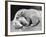 Polar Bear Cubs Asleep on a Rock-null-Framed Photographic Print