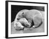 Polar Bear Cubs Asleep on a Rock-null-Framed Photographic Print