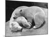 Polar Bear Cubs Asleep on a Rock-null-Mounted Photographic Print