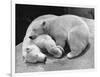 Polar Bear Cubs Asleep on a Rock-null-Framed Photographic Print