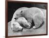 Polar Bear Cubs Asleep on a Rock-null-Framed Photographic Print