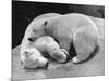 Polar Bear Cubs Asleep on a Rock-null-Mounted Photographic Print