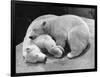 Polar Bear Cubs Asleep on a Rock-null-Framed Photographic Print