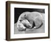 Polar Bear Cubs Asleep on a Rock-null-Framed Photographic Print