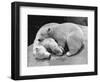 Polar Bear Cubs Asleep on a Rock-null-Framed Photographic Print