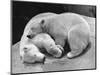 Polar Bear Cubs Asleep on a Rock-null-Mounted Photographic Print