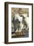 Polar Bear Cubs, Hudson Bay, Manitoba, Canada-Paul Souders-Framed Photographic Print