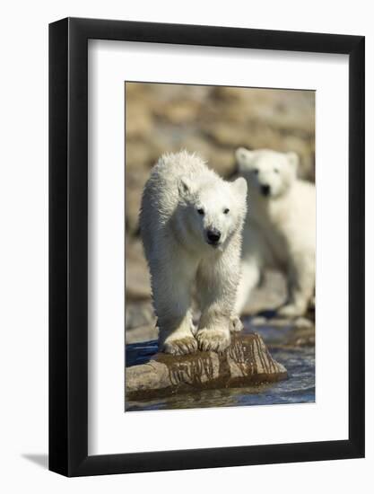 Polar Bear Cubs, Hudson Bay, Manitoba, Canada-Paul Souders-Framed Photographic Print