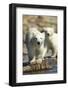 Polar Bear Cubs, Hudson Bay, Manitoba, Canada-Paul Souders-Framed Photographic Print