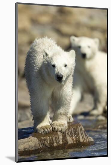 Polar Bear Cubs, Hudson Bay, Manitoba, Canada-Paul Souders-Mounted Photographic Print