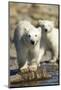 Polar Bear Cubs, Hudson Bay, Manitoba, Canada-Paul Souders-Mounted Photographic Print