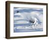 Polar Bear Cubs Looking out of the Den, Wapusk National Park, Churchill, Manitoba, Canada-Thorsten Milse-Framed Photographic Print