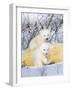 Polar Bear Cubs on Mother-null-Framed Photographic Print