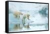 Polar bear cubs playing, leaping across sea ice, reflected in water-Danny Green-Framed Stretched Canvas