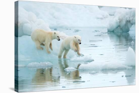 Polar bear cubs playing, leaping across sea ice, reflected in water-Danny Green-Stretched Canvas