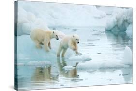 Polar bear cubs playing, leaping across sea ice, reflected in water-Danny Green-Stretched Canvas