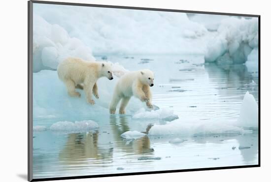 Polar bear cubs playing, leaping across sea ice, reflected in water-Danny Green-Mounted Photographic Print