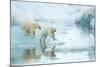 Polar bear cubs playing, leaping across sea ice, reflected in water-Danny Green-Mounted Photographic Print