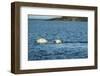 Polar Bear Cubs Swimming, Hudson Bay, Nunavut, Canada-Paul Souders-Framed Photographic Print