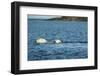 Polar Bear Cubs Swimming, Hudson Bay, Nunavut, Canada-Paul Souders-Framed Photographic Print