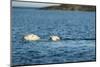 Polar Bear Cubs Swimming, Hudson Bay, Nunavut, Canada-Paul Souders-Mounted Photographic Print
