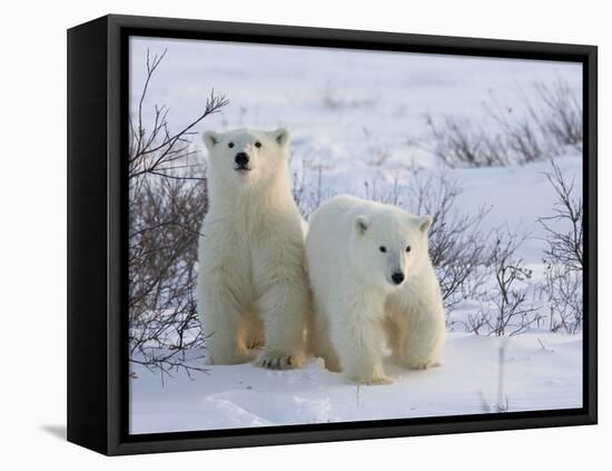 Polar Bear Cubs (Ursus Maritimus), Churchill, Hudson Bay, Manitoba, Canada-Thorsten Milse-Framed Stretched Canvas