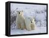 Polar Bear Cubs (Ursus Maritimus), Churchill, Hudson Bay, Manitoba, Canada-Thorsten Milse-Framed Stretched Canvas