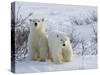 Polar Bear Cubs (Ursus Maritimus), Churchill, Hudson Bay, Manitoba, Canada-Thorsten Milse-Stretched Canvas