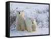 Polar Bear Cubs (Ursus Maritimus), Churchill, Hudson Bay, Manitoba, Canada-Thorsten Milse-Framed Stretched Canvas