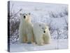 Polar Bear Cubs (Ursus Maritimus), Churchill, Hudson Bay, Manitoba, Canada-Thorsten Milse-Stretched Canvas