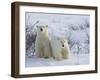 Polar Bear Cubs (Ursus Maritimus), Churchill, Hudson Bay, Manitoba, Canada-Thorsten Milse-Framed Photographic Print