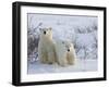 Polar Bear Cubs (Ursus Maritimus), Churchill, Hudson Bay, Manitoba, Canada-Thorsten Milse-Framed Photographic Print