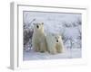 Polar Bear Cubs (Ursus Maritimus), Churchill, Hudson Bay, Manitoba, Canada-Thorsten Milse-Framed Photographic Print