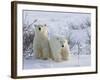 Polar Bear Cubs (Ursus Maritimus), Churchill, Hudson Bay, Manitoba, Canada-Thorsten Milse-Framed Photographic Print