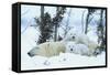 Polar Bear Cubs with Mother in Snow Yukon-Nosnibor137-Framed Stretched Canvas