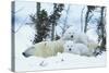 Polar Bear Cubs with Mother in Snow Yukon-Nosnibor137-Stretched Canvas